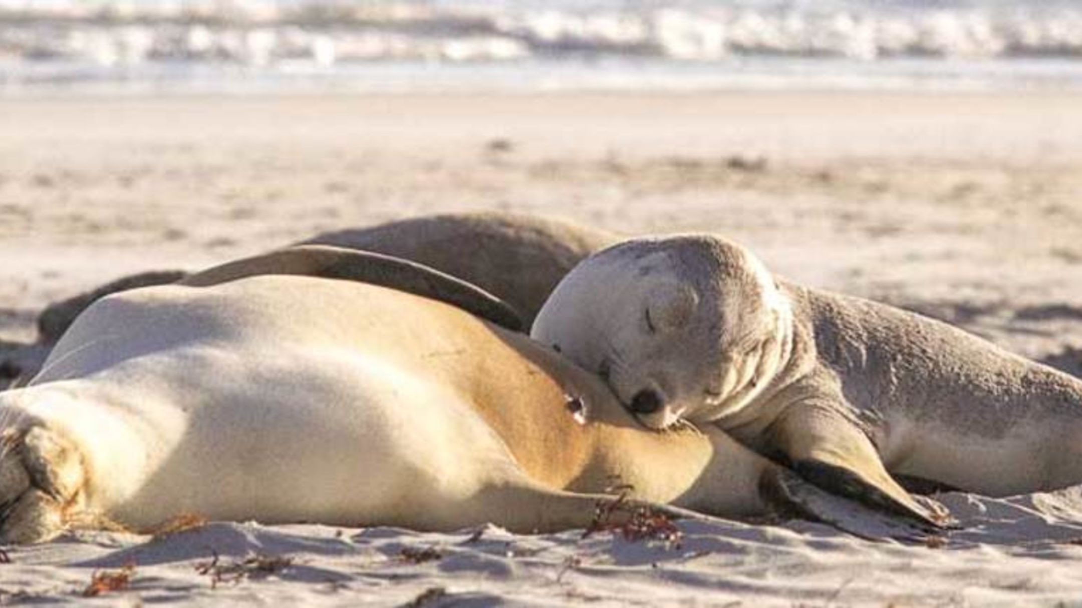 1 Day Kangaroo Island Experience