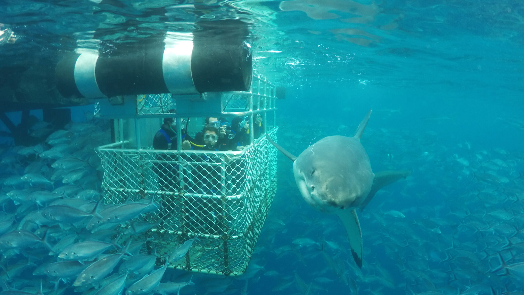 Shark Cage Diving