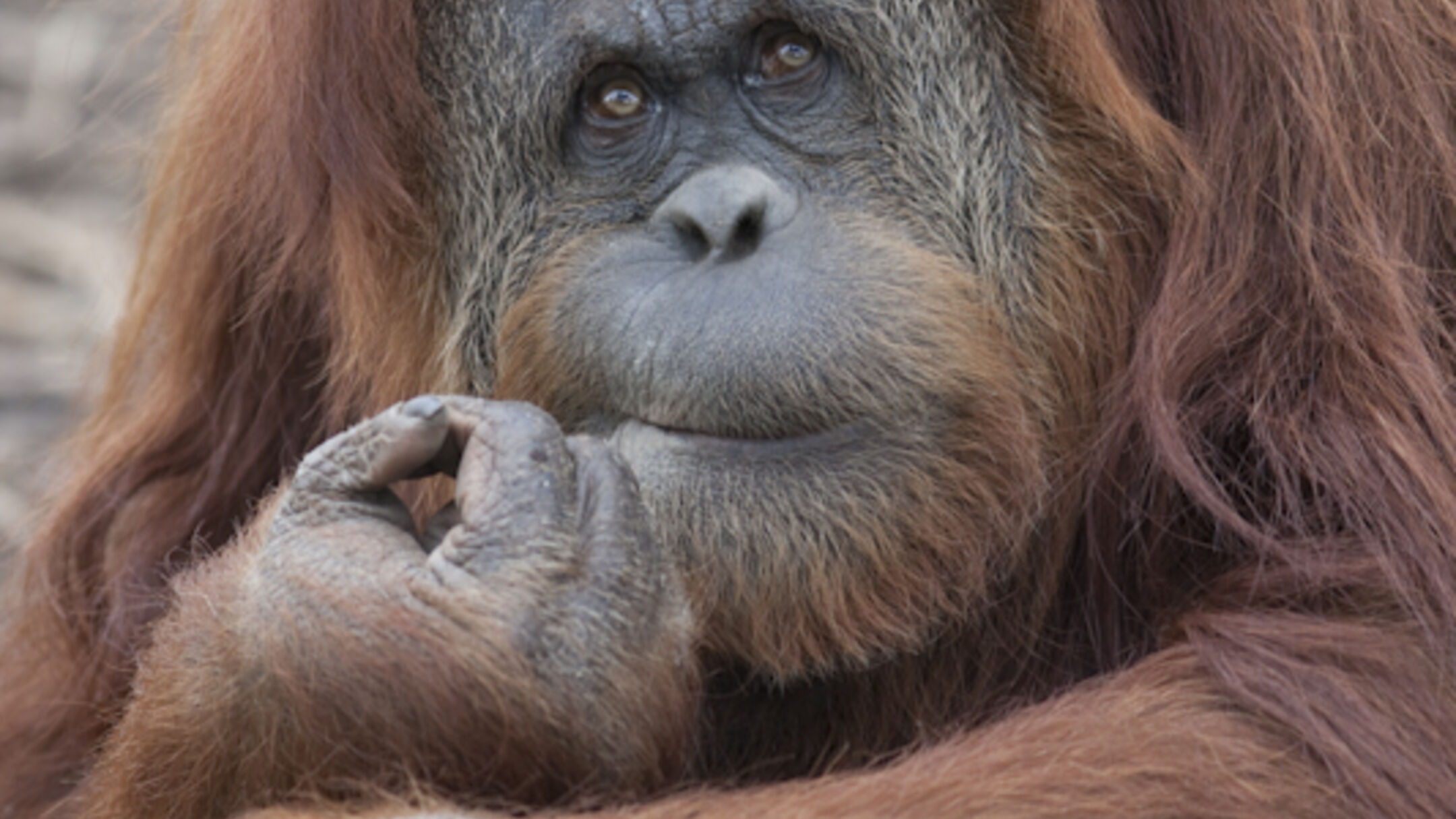 Adelaide Zoo "Meet the Primates"