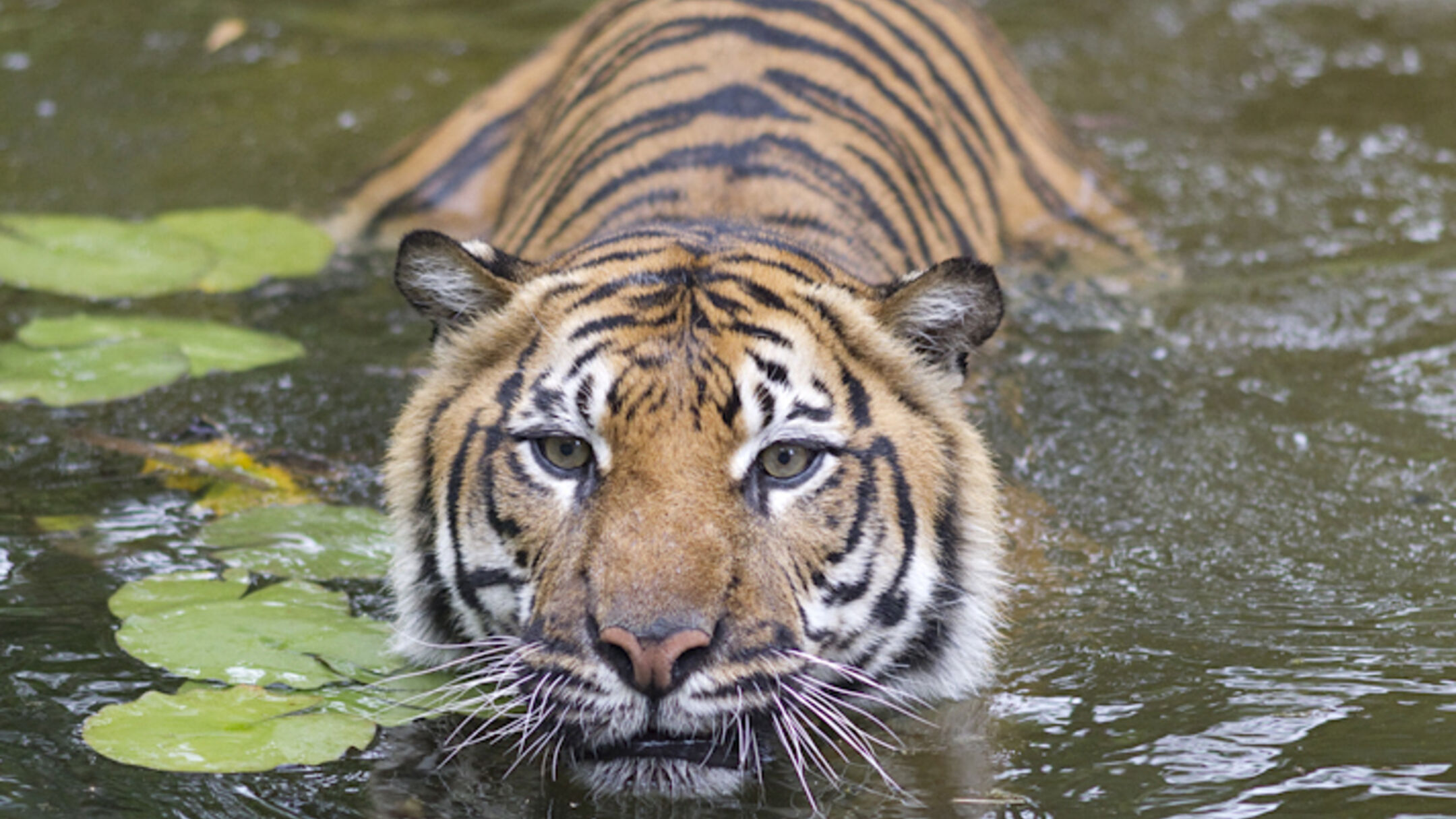 Adelaide Zoo "Big Cat Interactive"