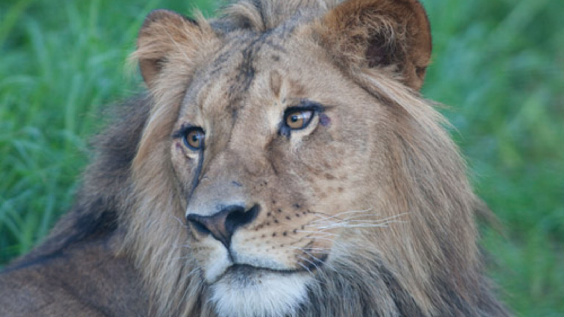 Adelaide Zoo "Big Cat Interactive"