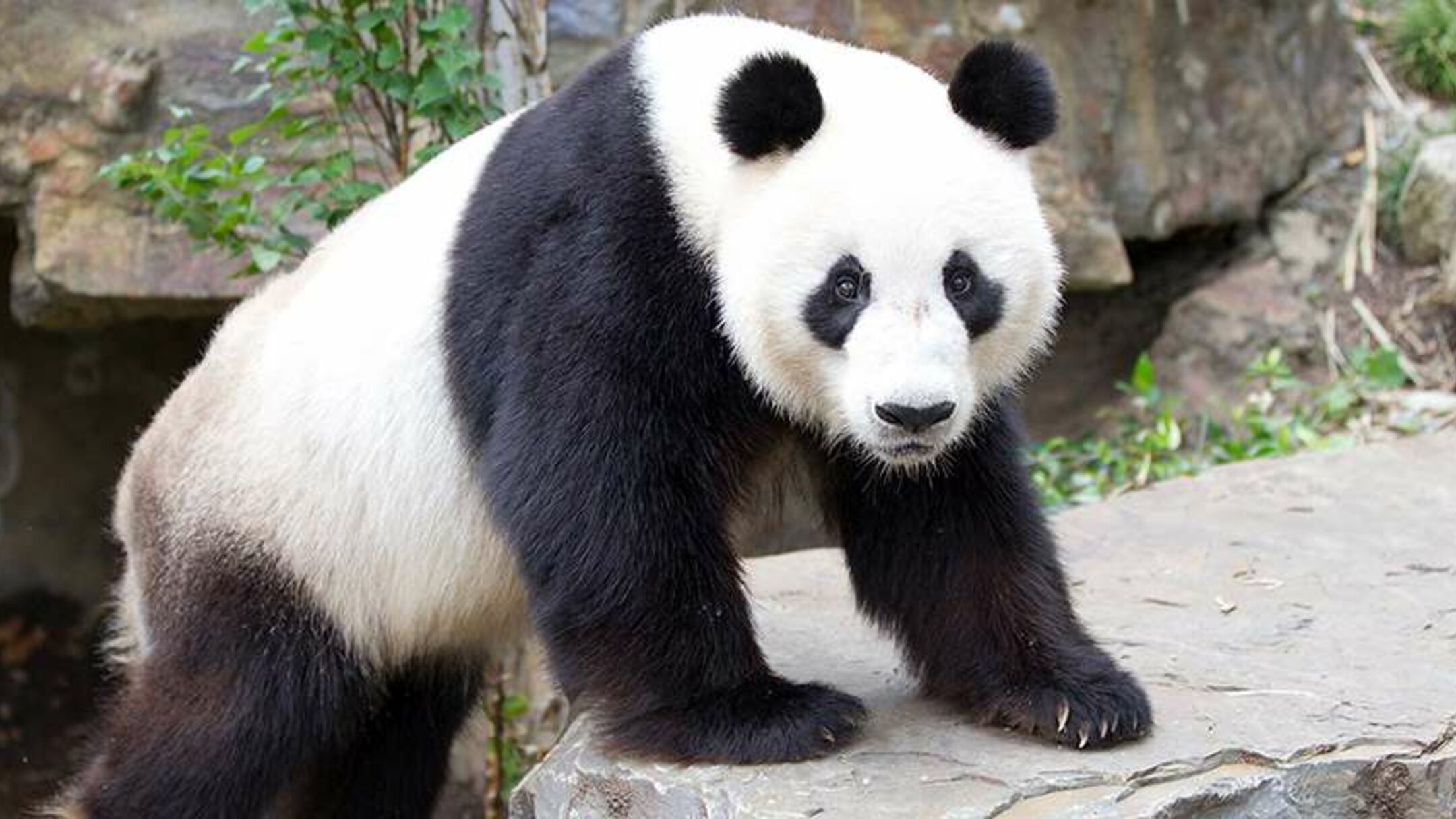 Adelaide Zoo "Panda & Friends"