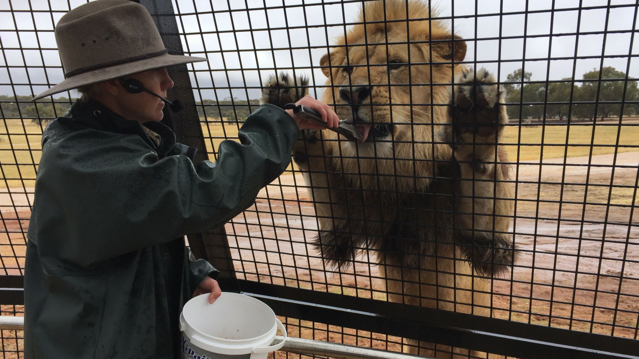 Monarto Zoo "Lions 360 Experience"