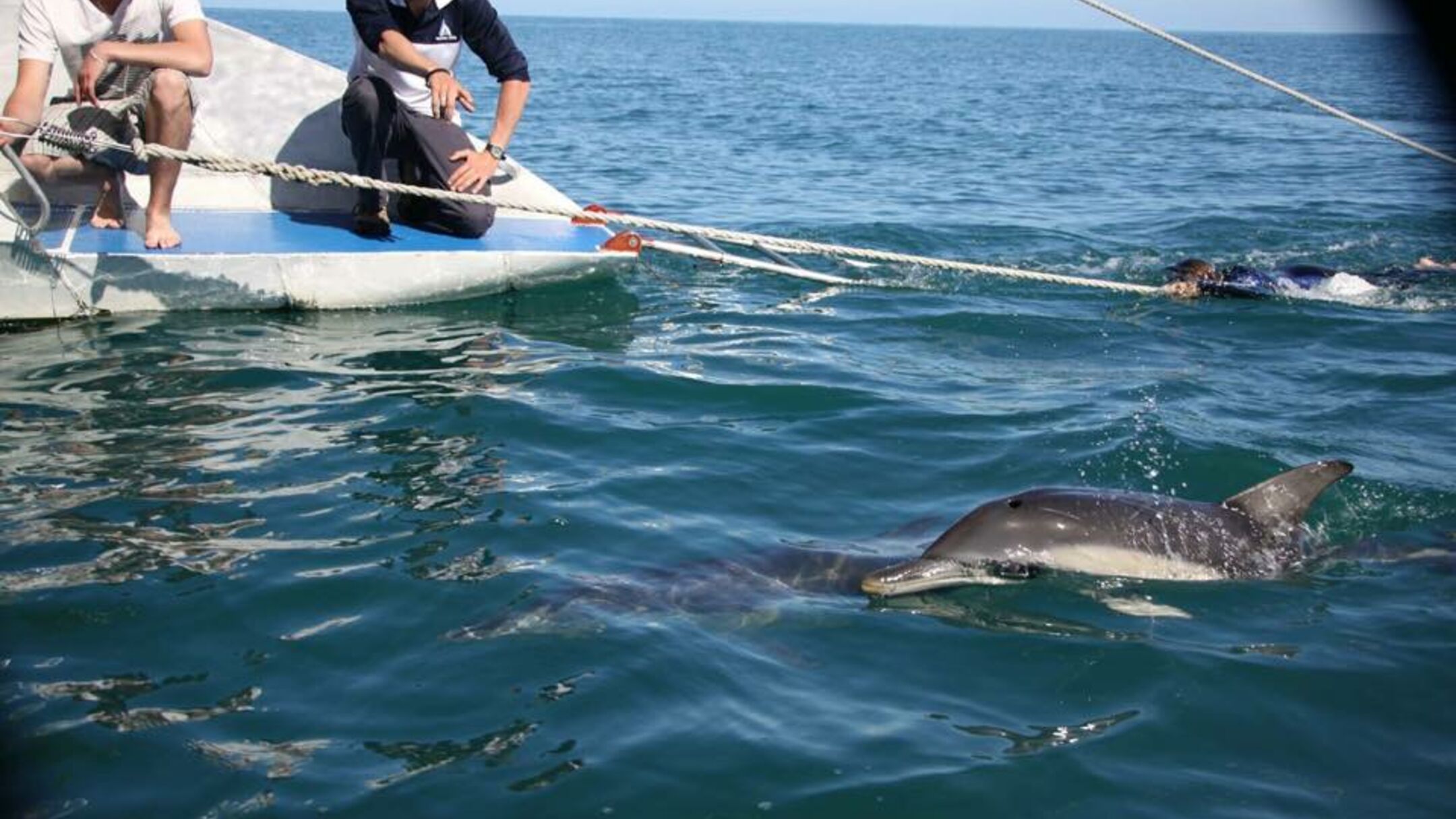 Temptation Sailing Dolphin Swim