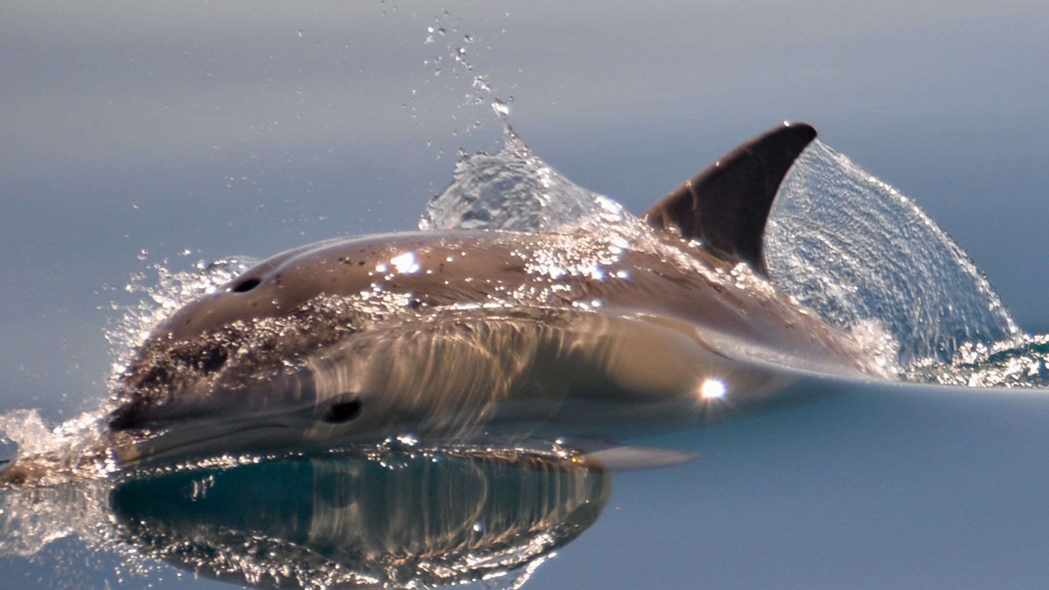 Temptation Sailing Dolphin Swim